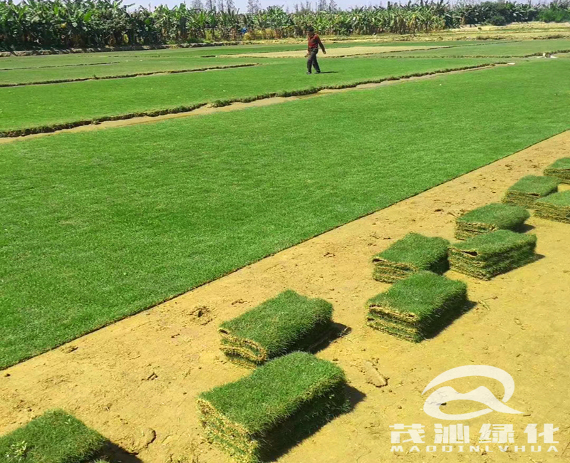 台湾草草卷